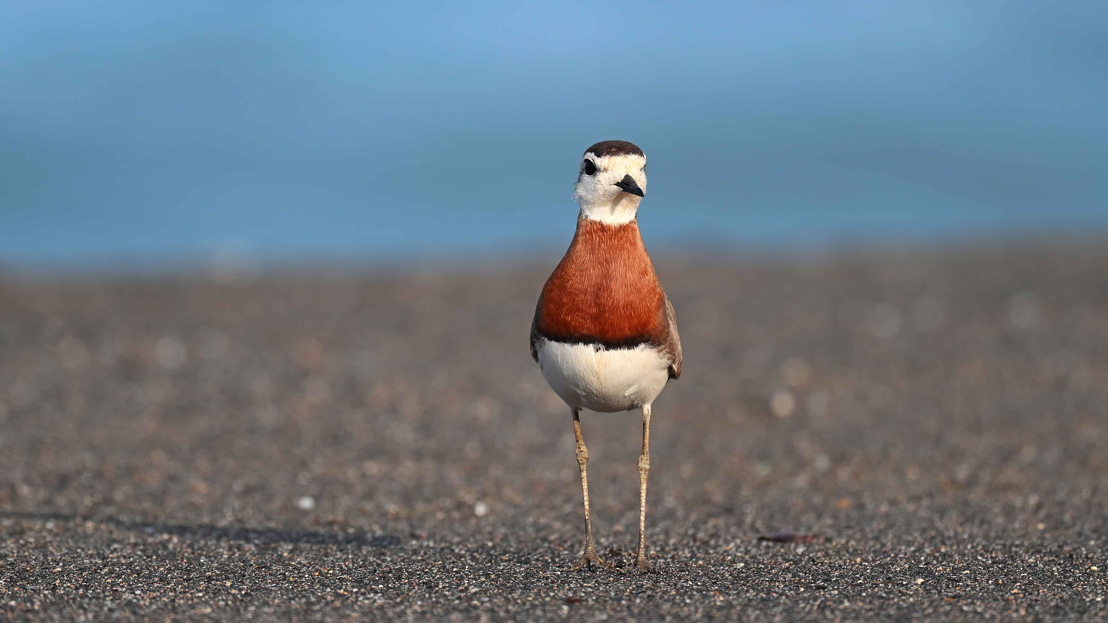 Caspian Plover